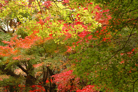 momiji_01.jpg